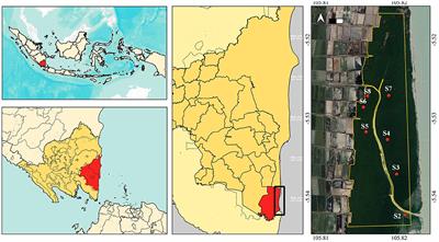 Land cover changes, biomass loss, and predictive causes of massive dieback of a mangrove plantation in Lampung, Sumatra